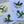Load image into Gallery viewer, HUMMINGBIRD Postcards /Art Prints set of 4