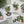 Load image into Gallery viewer, HOUSE PLANTS Collection - Birthday- Thank You - Congratulations - Blank