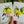 Load image into Gallery viewer, LEMON &amp; LAVENDER cards set of 4
