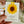 Load image into Gallery viewer, Sunflower and Bee &amp; Honey MAGNETIC BOOKMARKS
