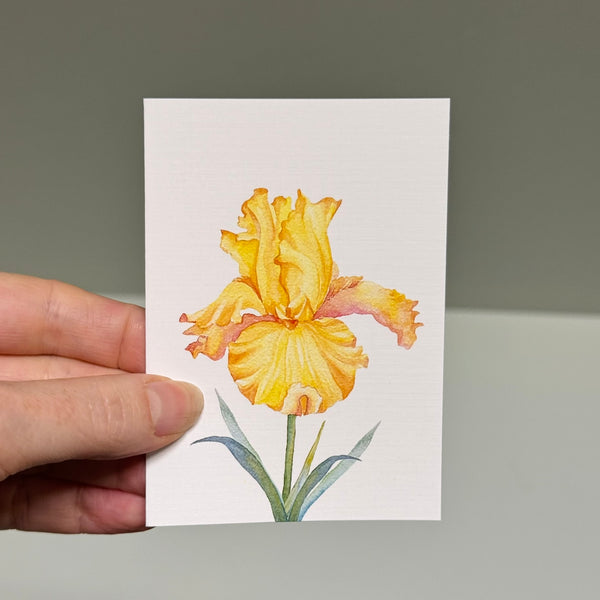 IRIS greeting cards set of 4