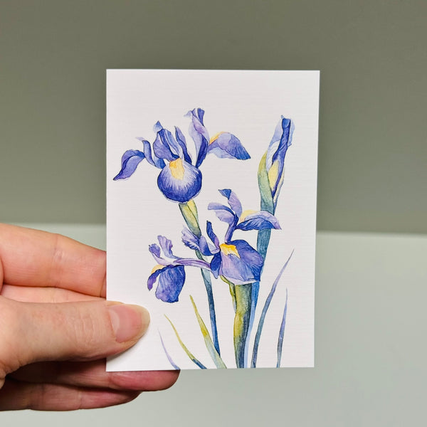 IRIS greeting cards set of 4