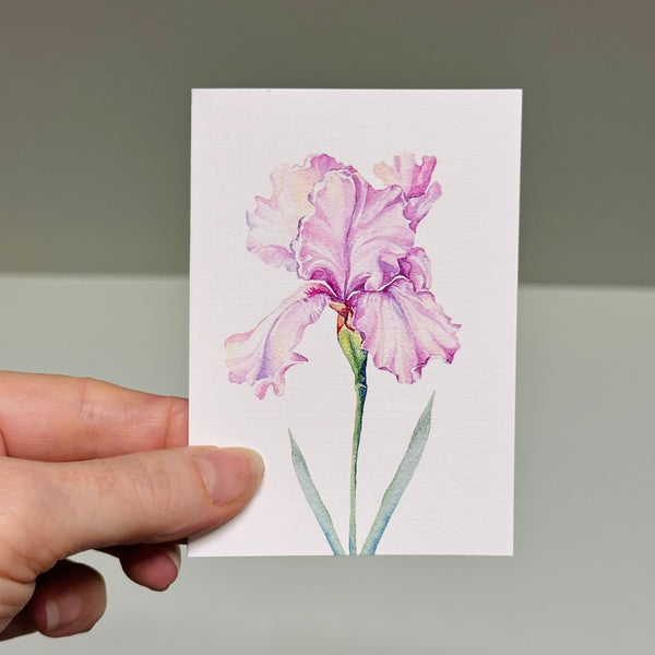 IRIS greeting cards set of 4
