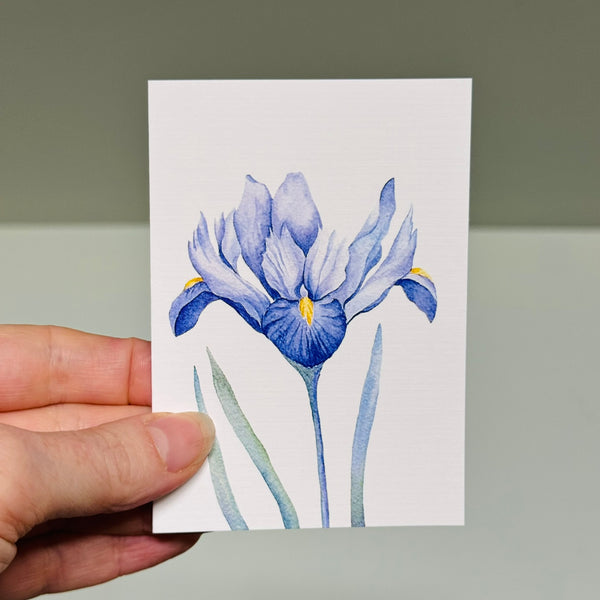 IRIS greeting cards set of 4