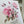 Load image into Gallery viewer, Vintage Dusky Rose Birthday Card - Personalised or Happy Birthday
