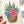Load image into Gallery viewer, SUCCULENTS cards set of 4
