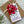 Load image into Gallery viewer, POINSETTIA CHRISTMAS gift tags - New bigger size!
